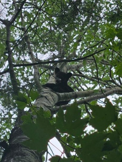 Primary Image for VE3TAZ